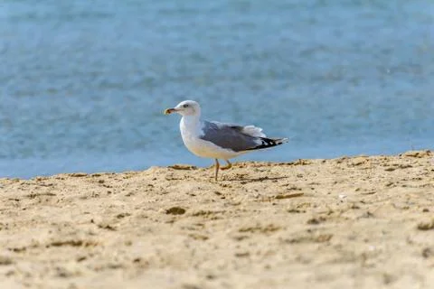One-legged seagull Stock Photos