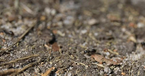 On one level with ants Stock Footage 103057429