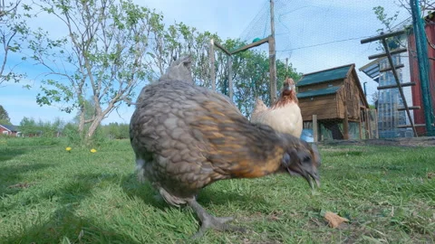 One light brown and two grey hens are searching and eating bread pieces Stock Footage 194863079