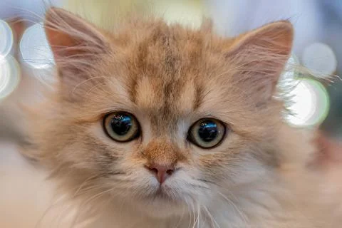 One light brown kitten, fluffy and cute, at a pedigree cat show, Stock Photos