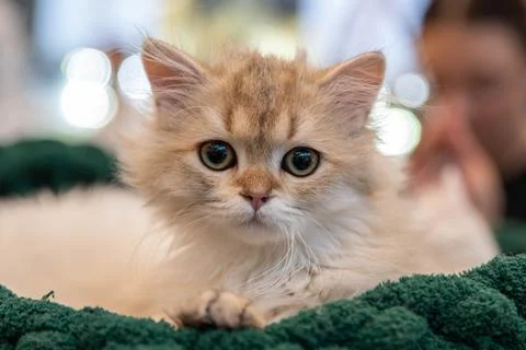 One light brown kitten, fluffy and cute, at a pedigree cat show Foto stock