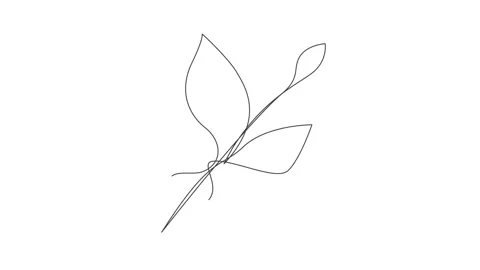 One Line Drawing Eucalyptus Leaf Twig Animation, One Line Drawing Palm Tree Leaf Stock Footage 239338267