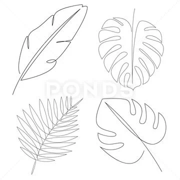 Simplicity monstera leaf freehand continuous... - Stock Illustration  [101644417] - PIXTA