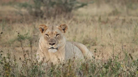 One lioness resting Stock Footage 23827704
