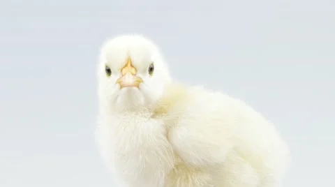 One little chicken closeup in studio Stock Footage 52263370