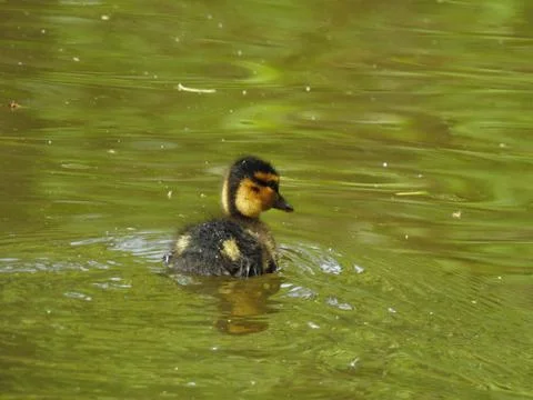 One little duck Stock Photos