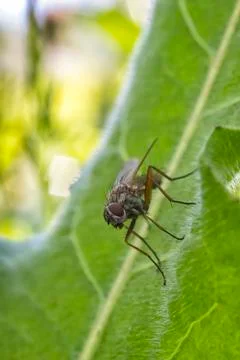 One little fly Stock Photos
