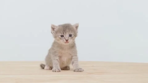 One little kitten Stock Footage 222739460