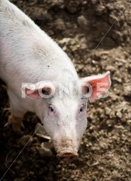 One little pig Stock Photos