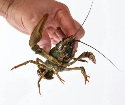 One live crayfish Foto stock