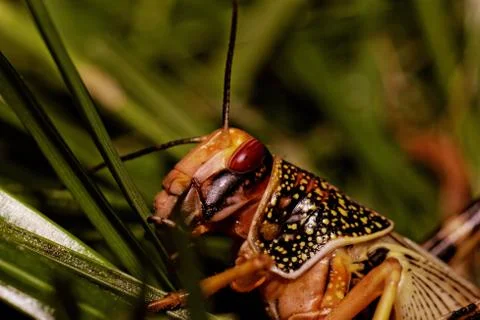 One locust eating Stock Photos