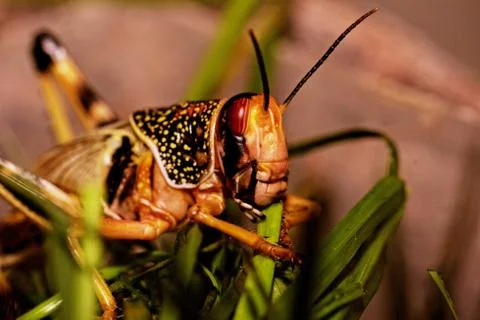 One locust eating Stock Photos
