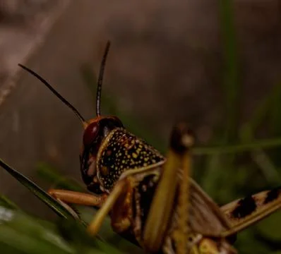 One locust eating Stock Photos