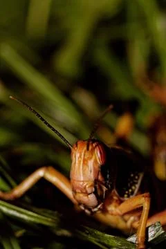 One locust eating Stock Photos