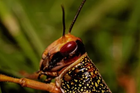 One locust eating Stock Photos