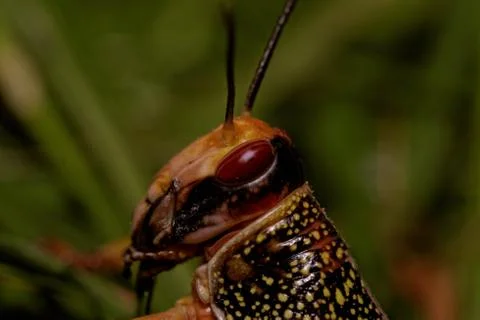 One locust eating Stock Photos