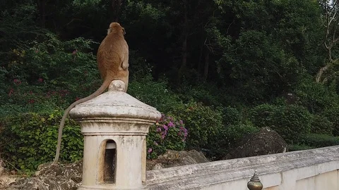 One lone monkey scans the area from atop a temple parapet in Thailand 動画素材 121423224
