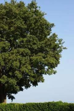 One lone old tree Stock Photos