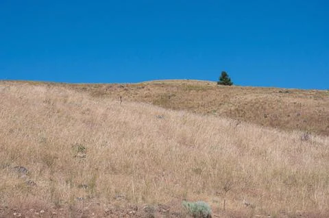 One lone tree landscape Stock Photos