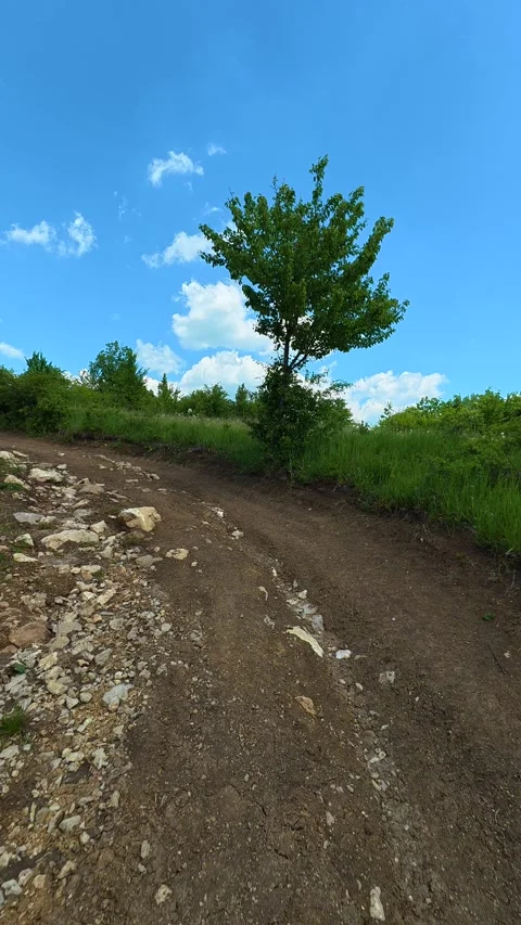 One lone tree stands bold against wide, cloud. Vrmdza Lake, Serbia. Vertical Vídeo Stock 338029553