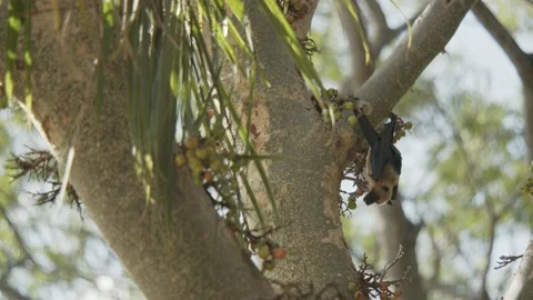 One lonely bat eating fig from gular, red river fig, pan from left to right Stock Footage 220475062