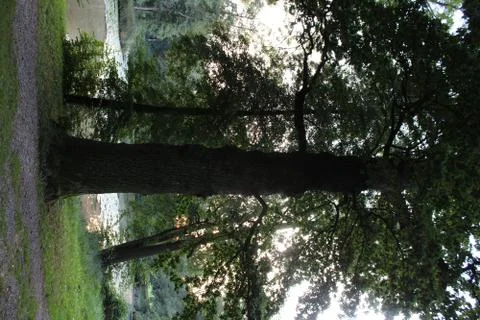 One lonely tree. Stock Photos