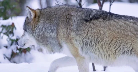 One lonely wolf patrolling pack territory Stock Footage 72319686