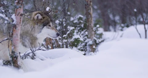One lonely wolf patrolling pack territory Stock Footage 95247500
