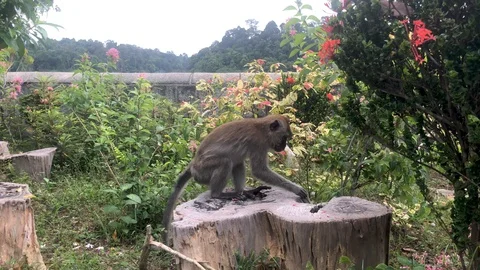 One long-tailed macaque, monkey,  near near MacRitchie Reservoir Stock Footage 129654112