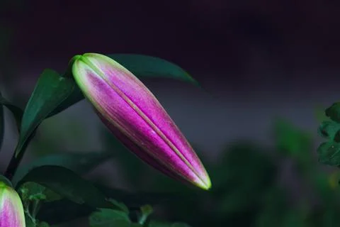 One long, unopened bud of a regal lily close-up in cold colors. Stock Photos