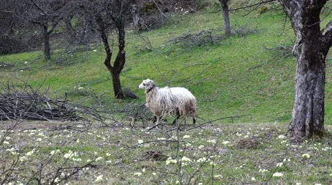 One lost sheep on a green hill. Transcarpathia Stock Footage 63500708