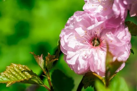 One lush flower amygdalus on a branch with young leaves, on a blurry green .. Stock-Fotos