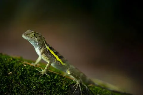 One, lying, rock, resting, lizard Stock Photos