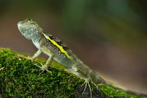One, lying, rock, resting, lizard Stock Photos
