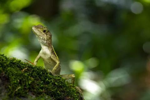 One, lying, rock, resting, lizard Stock Photos