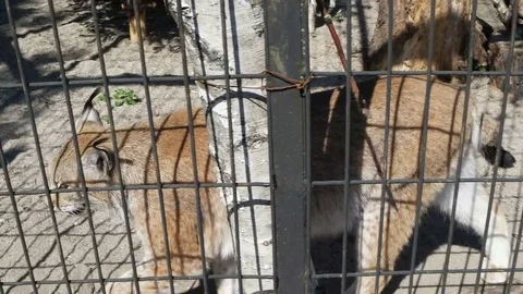 One lynx walks locked in a cage. Stock Footage 73225120