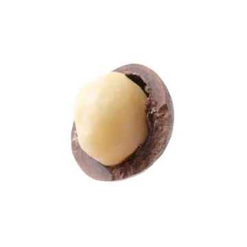 One macadamia nut with shell isolated on white Foto stock