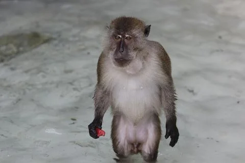 One Macaque Monkey Standing and Holding Watermelon Slice Stock Photos