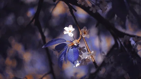 One magic flower on the tree. Stock Footage 94223586