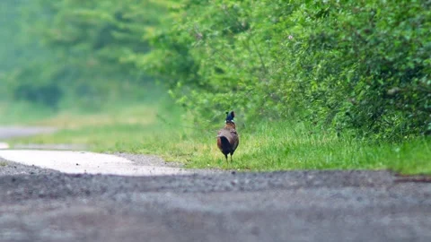 One Male pheasant rooster (Phasianus colchicus) walks along a dirt road on .. Stock Footage 283346546
