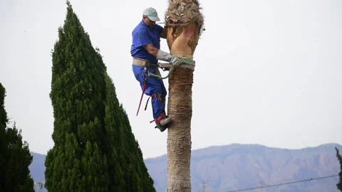 One man climb at palm tree top with a well-used rope to prune leaves 스톡 동영상 164390913