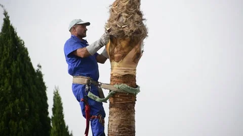 One man climb at palm tree top with a well-used rope to prune leaves 動画素材 164390982
