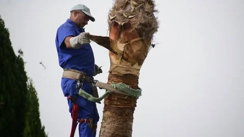 One man climb at palm tree top with a well-used rope to prune leaves Video stock 164390987