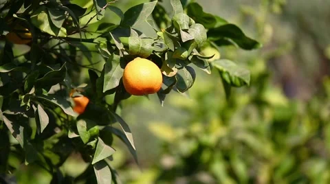 One mandarin on tree Stock Footage 48882982