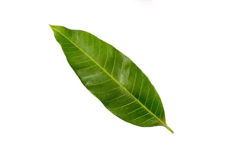 One mango leaf on a white background Stock Photos