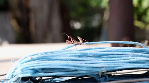 One mantis sits on a skein of thread in the garden. Stock Footage 319548414