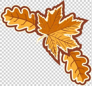 One maple leaf and two oak leaves are floating on transparent background in flat Stock Illustration
