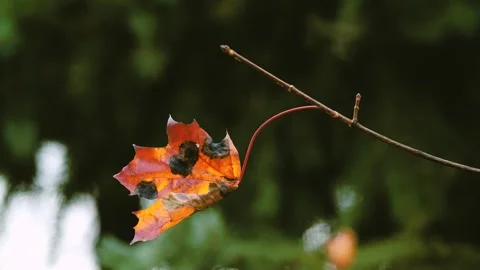 One maple leaf with colored patterns on a branch against on the background of Stock Footage 296847656