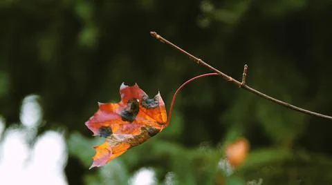 One maple leaf with colored patterns on a branch against on the background of Foto stock