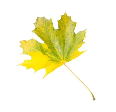 One maple leaf isolated on white. Autumn season Stock Photos